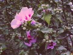 INDUSTAR 50-2 50mm F3.5