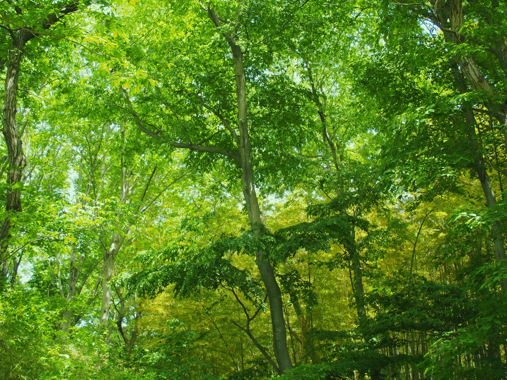 Tokina RMC 24mm f2.8