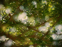 Pentax Super-Macro-Takumar 50mm F4