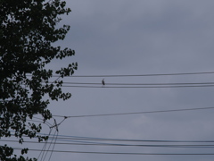 Pentax SMC Takumar 135mm F3.5