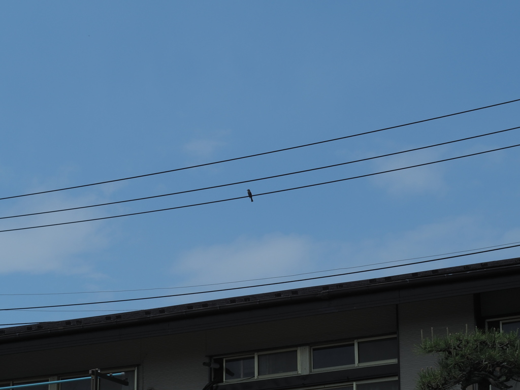 Pentax Super Takumar 55mm F1.8