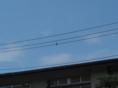 Pentax Super Takumar 55mm F1.8