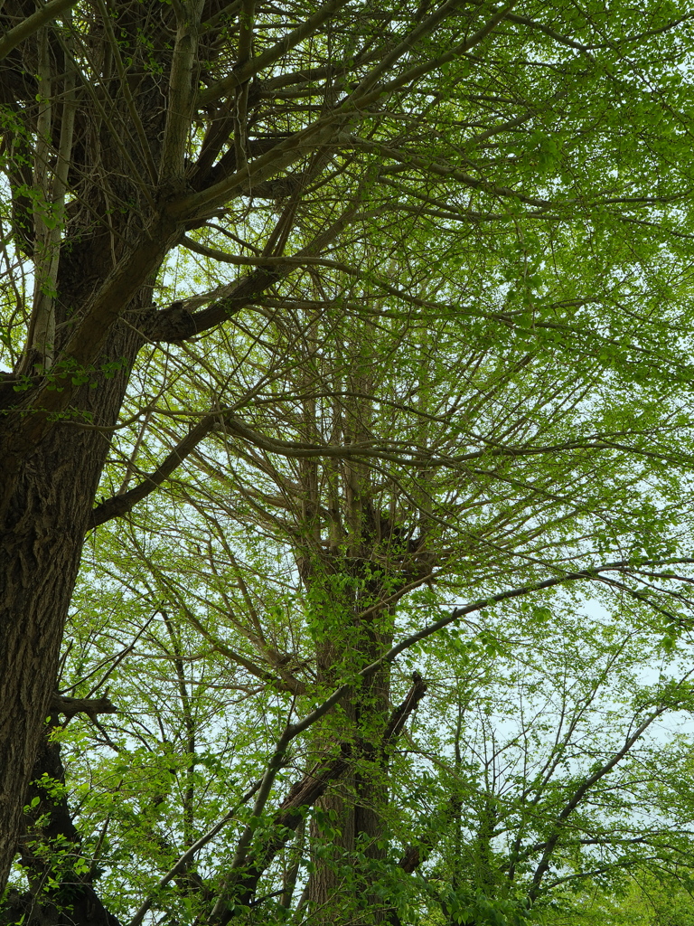 SIGMA 16mm F1.4 DC DN