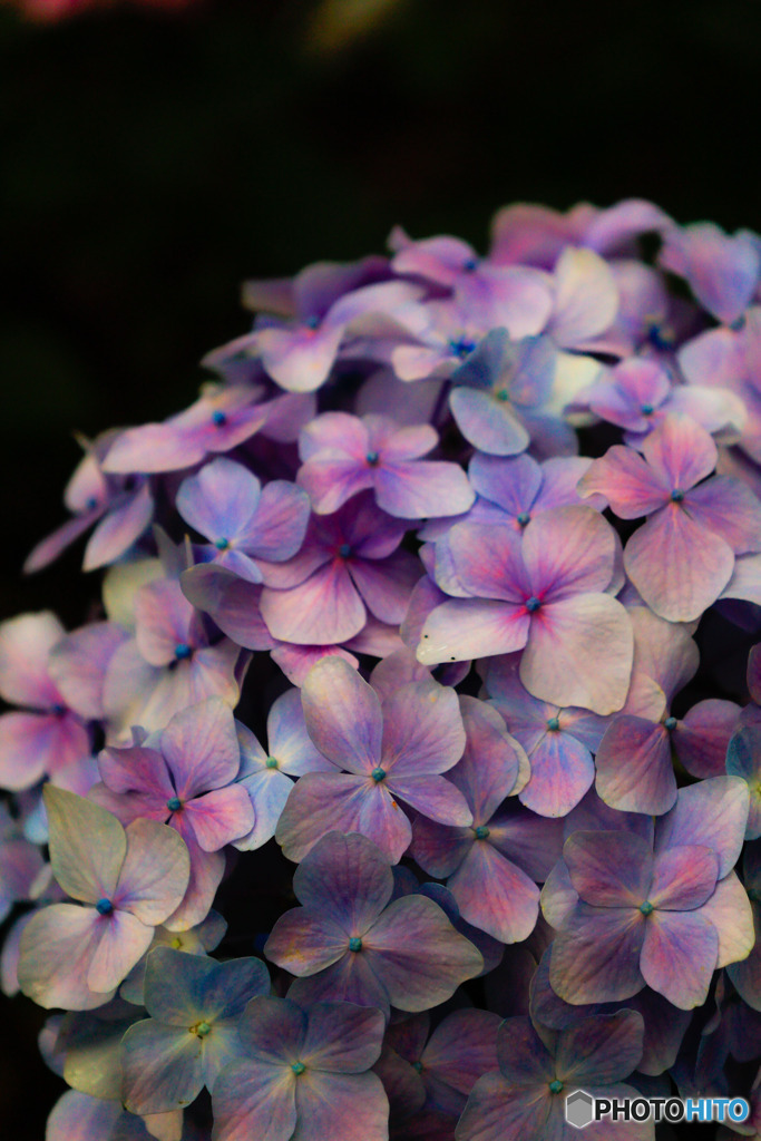 紫陽花①