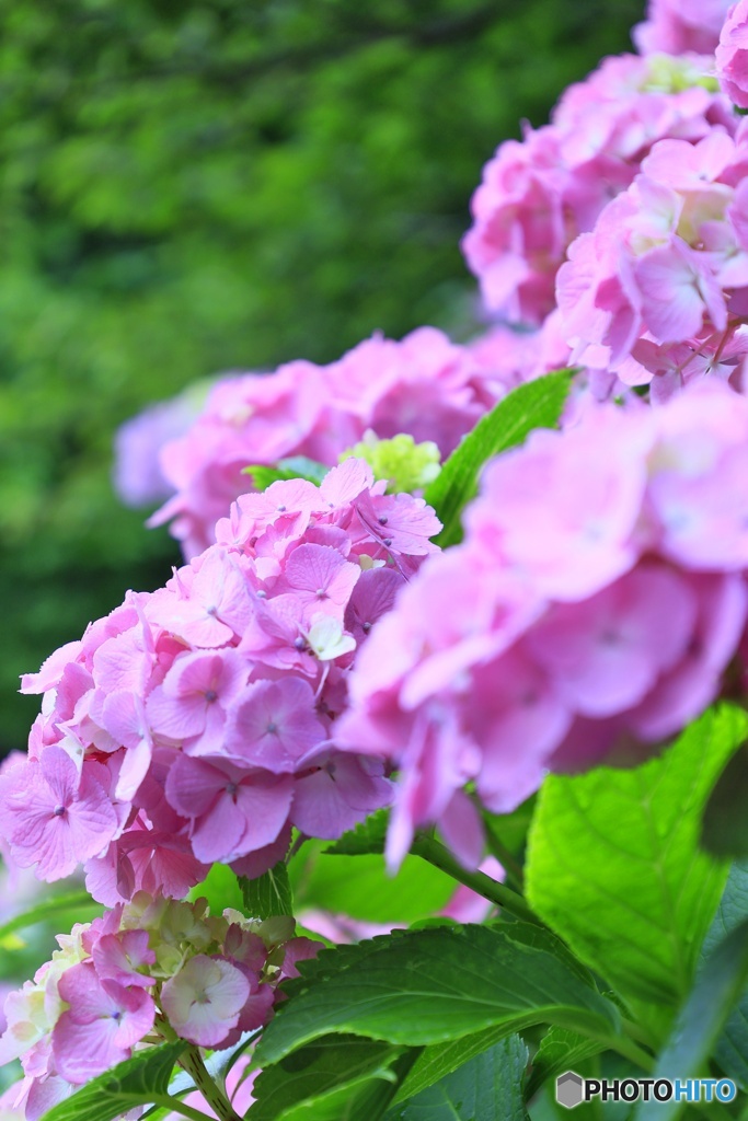 紫陽花