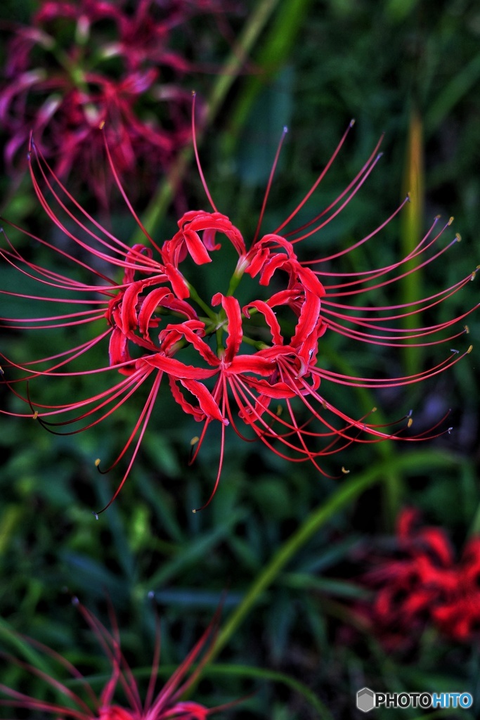 彼岸花