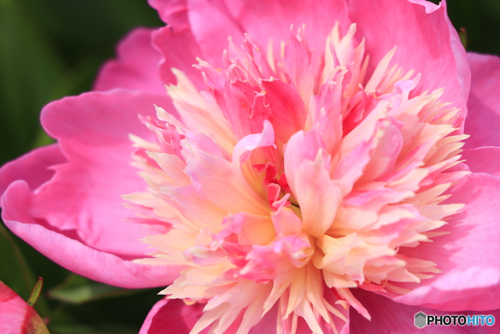 ５月