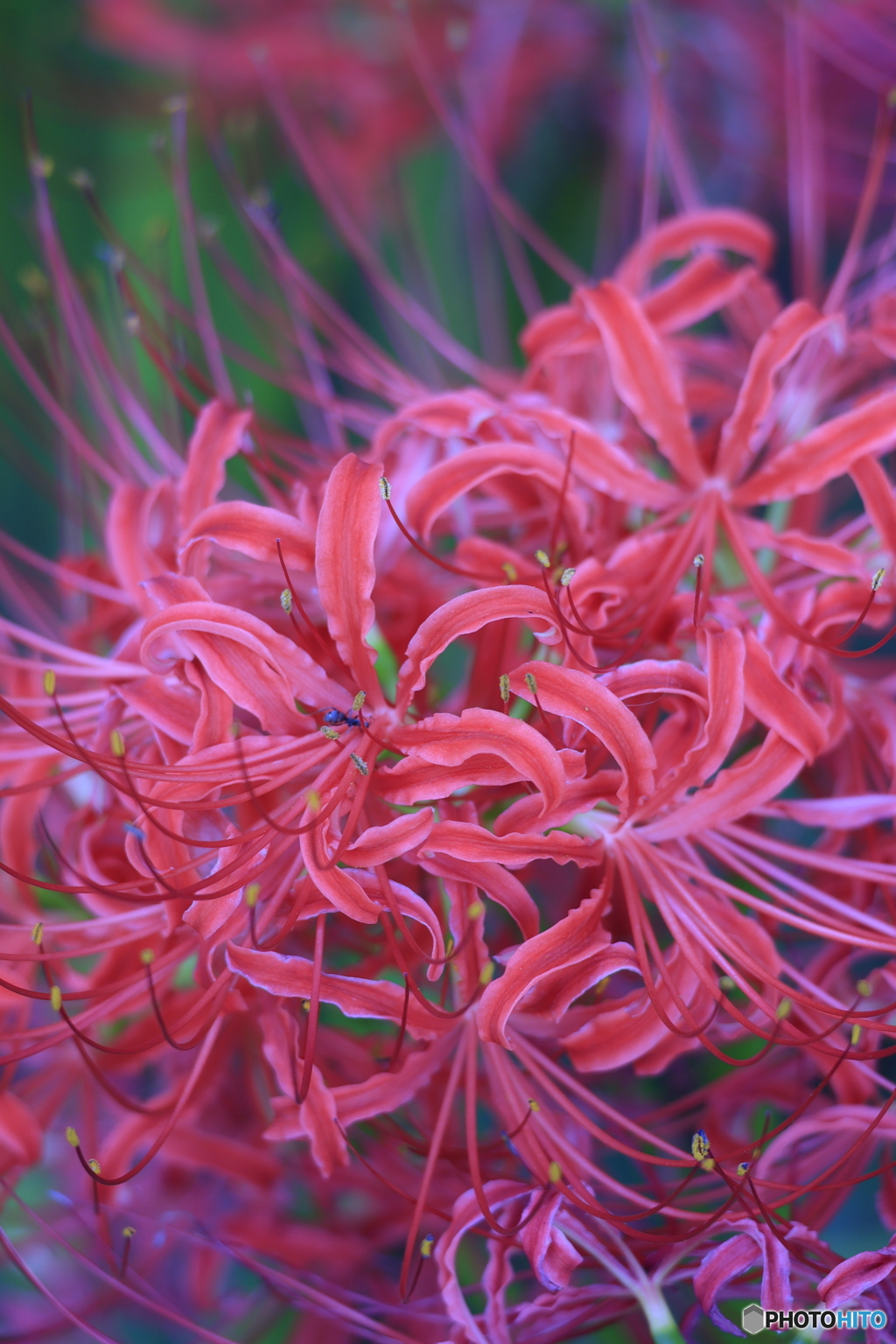 彼岸花