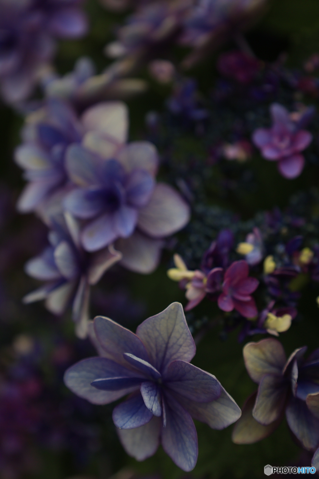 開成町　あじさいまつり①