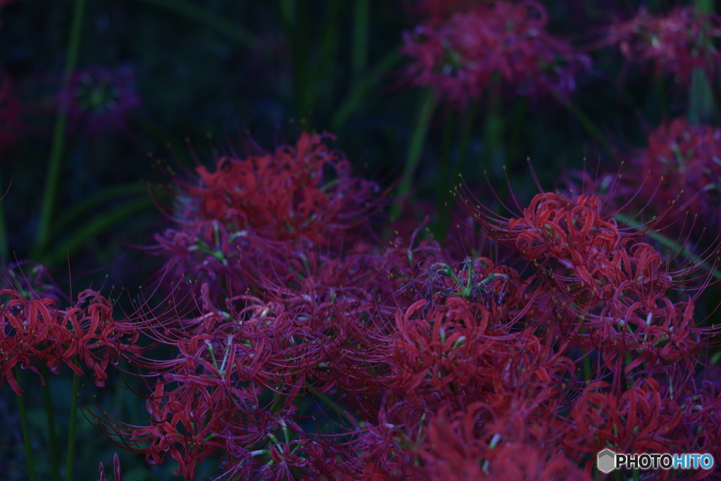 曼珠沙華