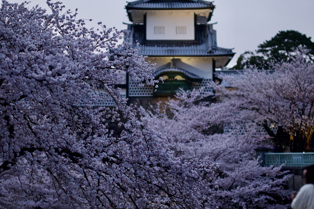 石川門と桜