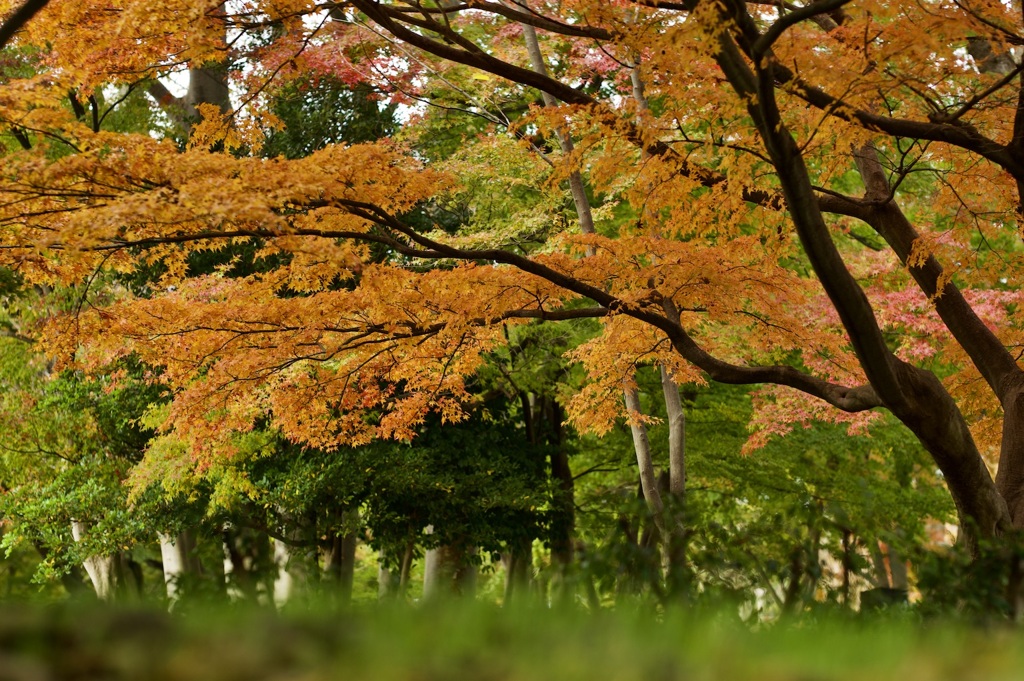 金沢城内の紅葉