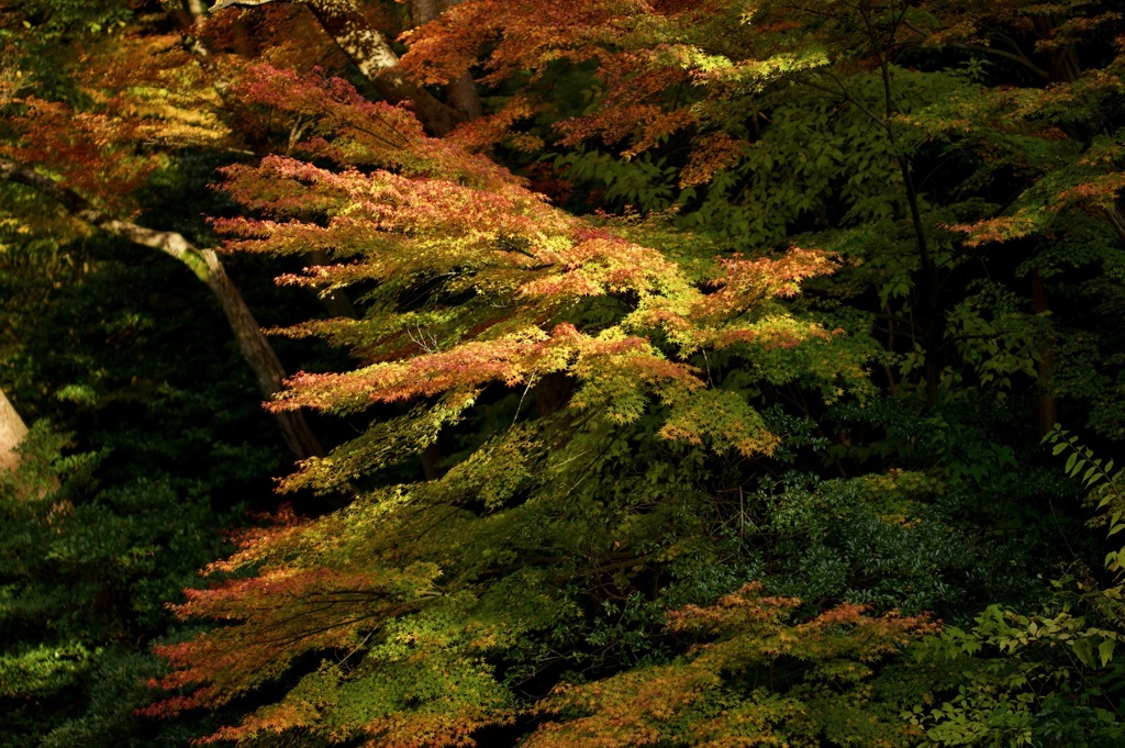 兼六園の紅葉