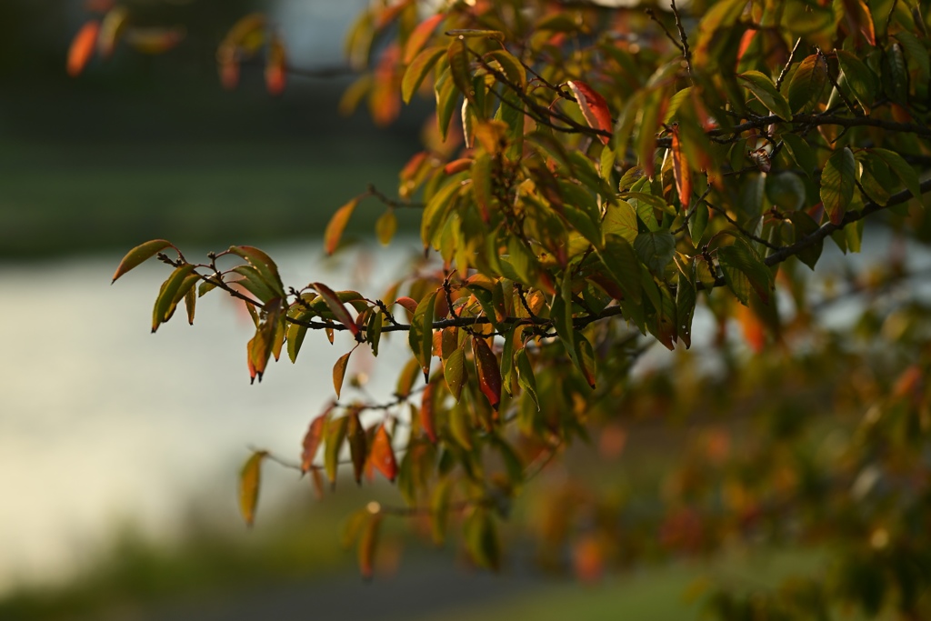 話題のZ 135mm f/1.8 S Plenaを試してみる