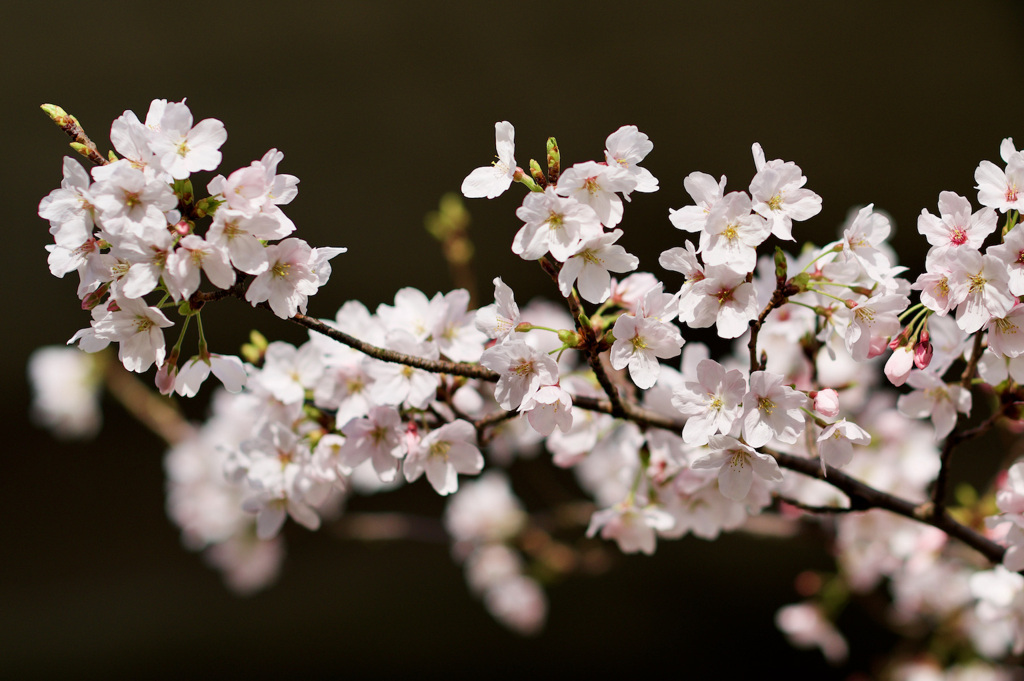 桜