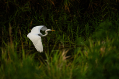 優雅に飛ぶ白鷺