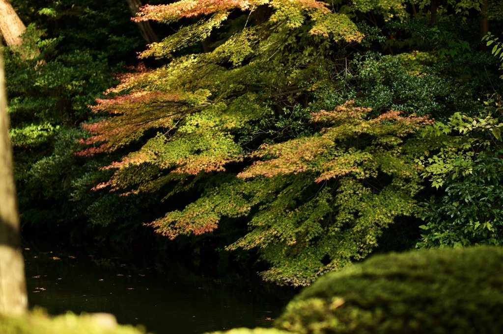 兼六園の紅葉