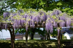 全うフラワーパークの藤の花