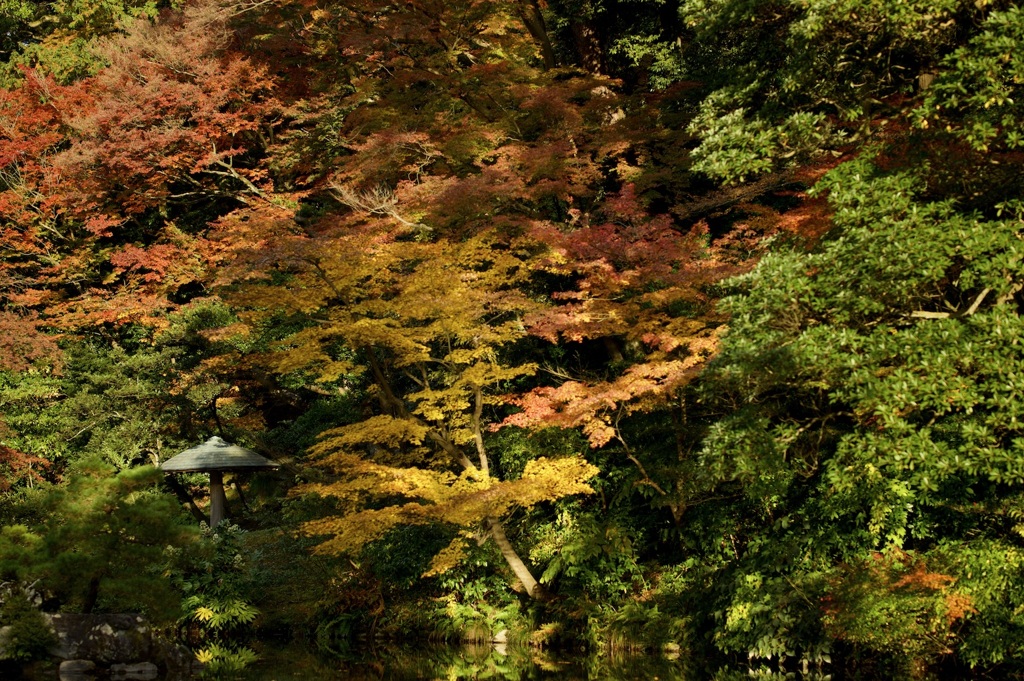 兼六園の紅葉