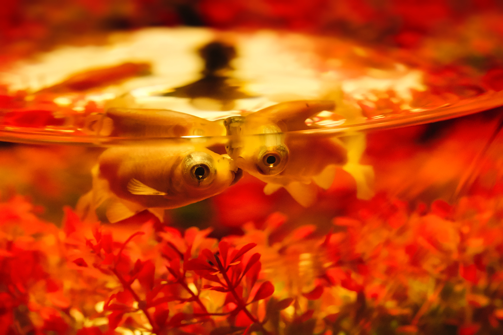 金魚展の金魚