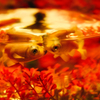 金魚展の金魚