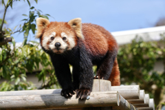 鯖江市西山動物園のレッサーパンダ