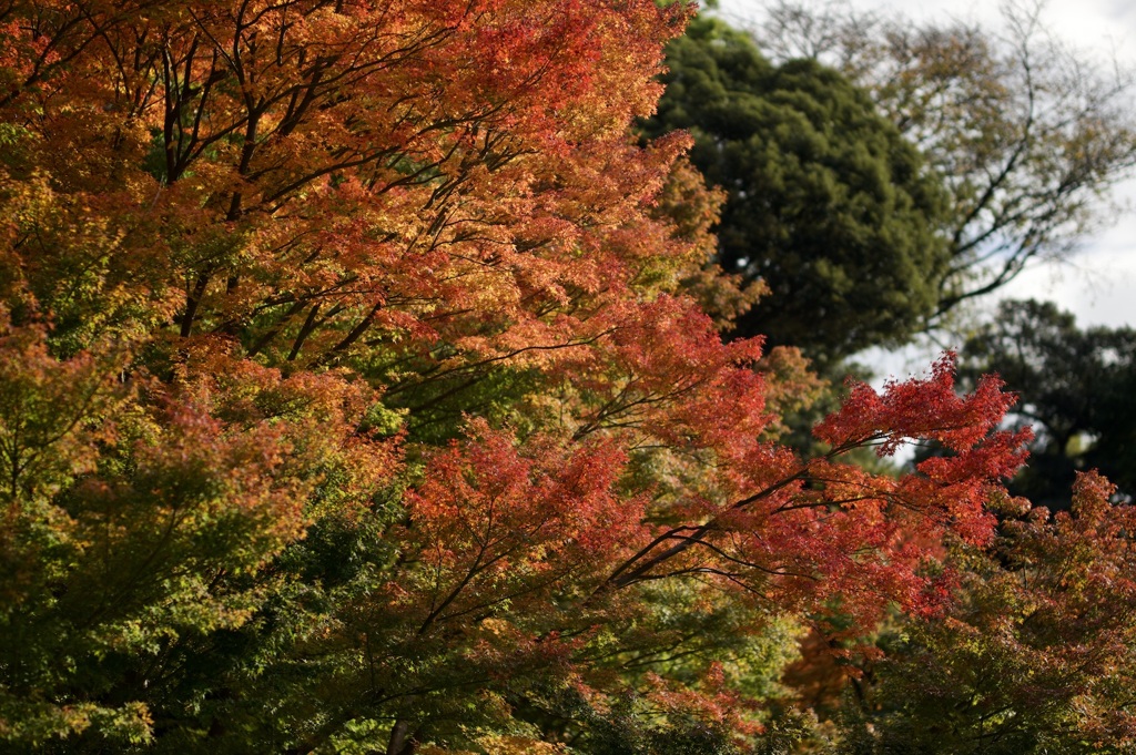 玉泉院丸庭園と紅葉