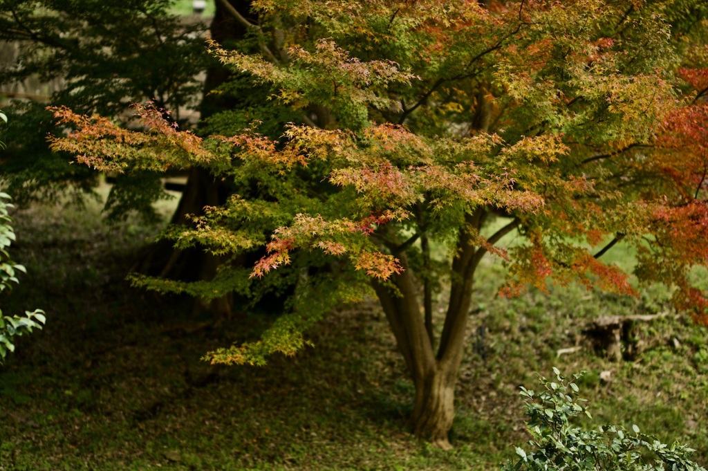 玉泉院丸庭園と紅葉