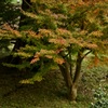 玉泉院丸庭園と紅葉