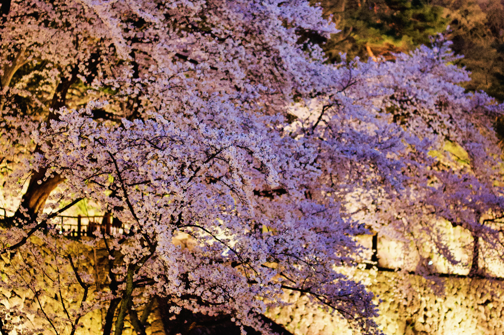 金沢城外の桜