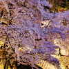 金沢城外の桜
