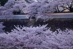 金沢城外の桜と石垣