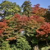 玉泉院丸庭園と紅葉