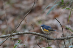 カーテンコール