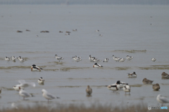 大きな群れで