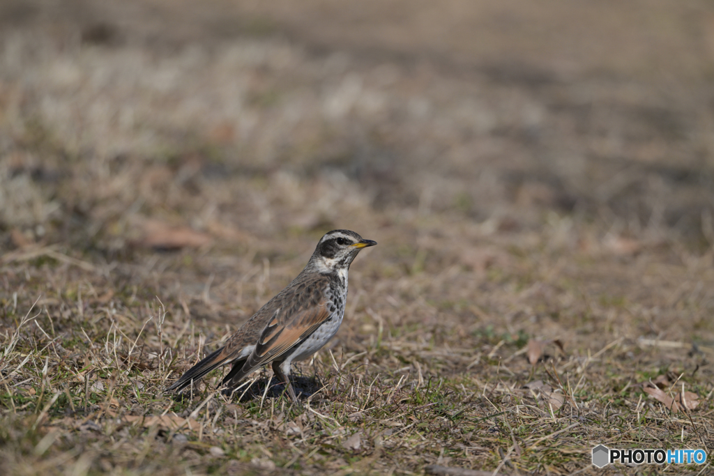 ローアングル