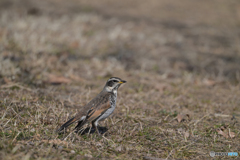 ローアングル