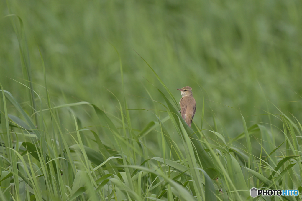 夏の鳥