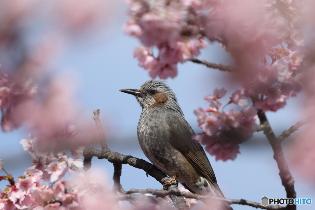 桜の額縁