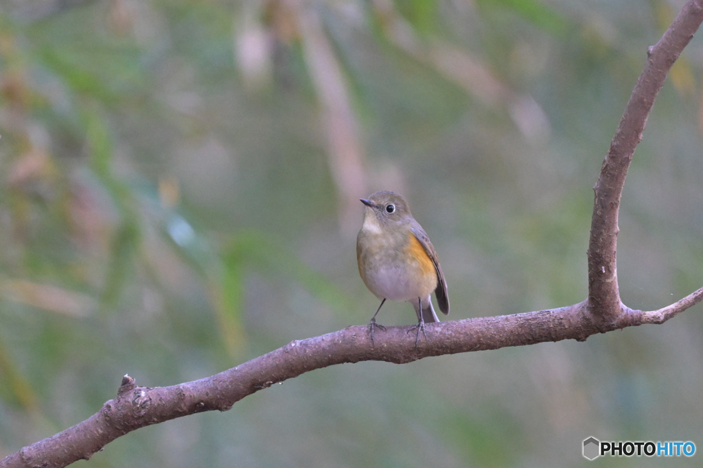 おじさんルリは？