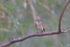 おじさんルリは？