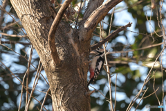 落ち着きなさい