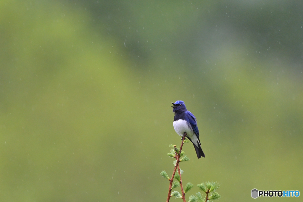 Singin’ in the rain
