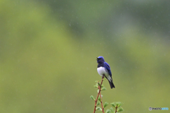 Singin’ in the rain