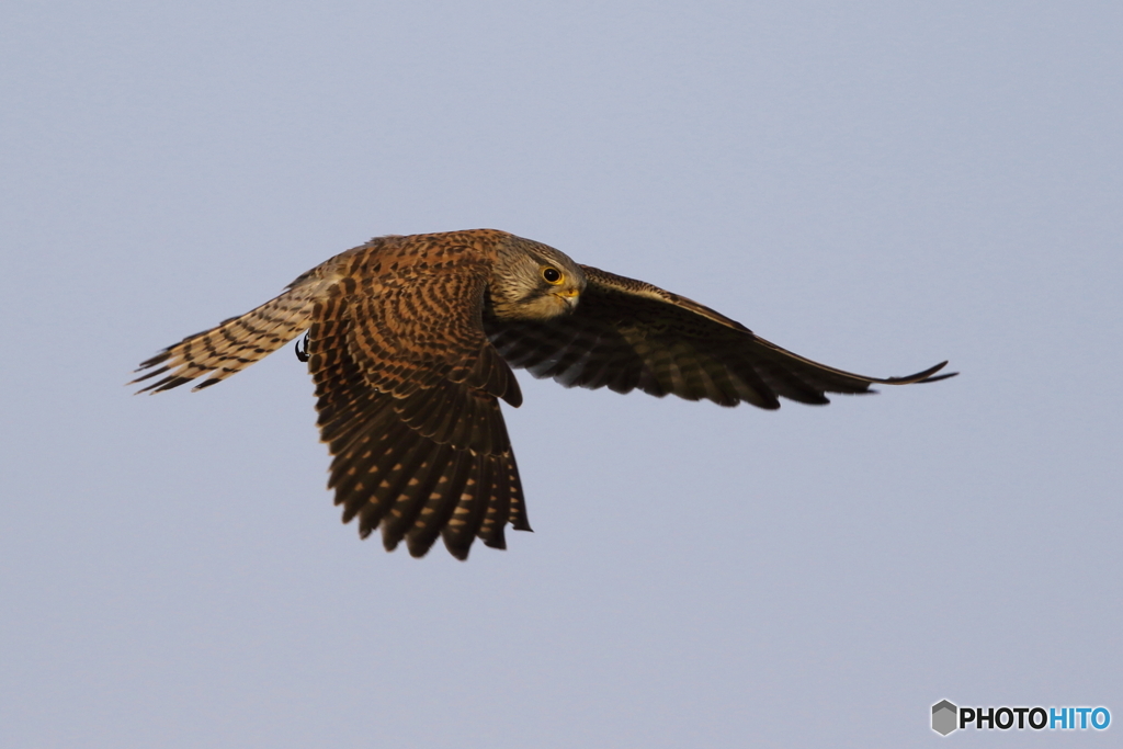 Hovering