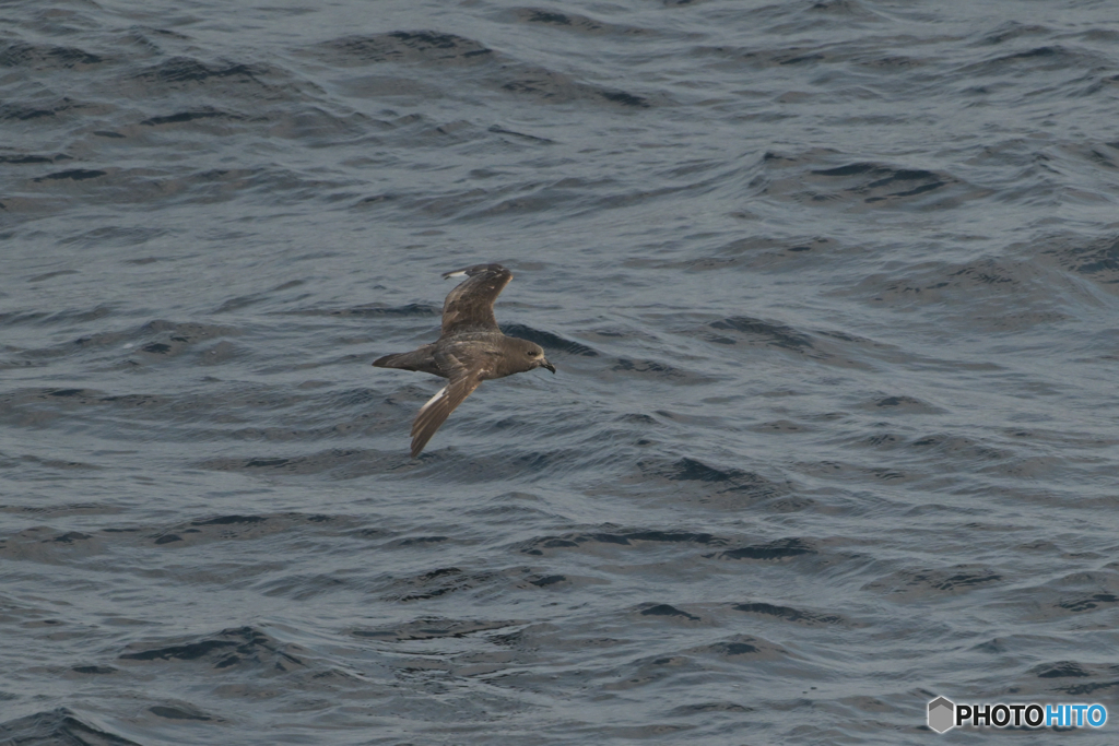 異なるフォルム