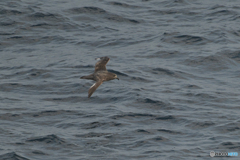 異なるフォルム