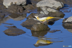 Gじゃないよね？