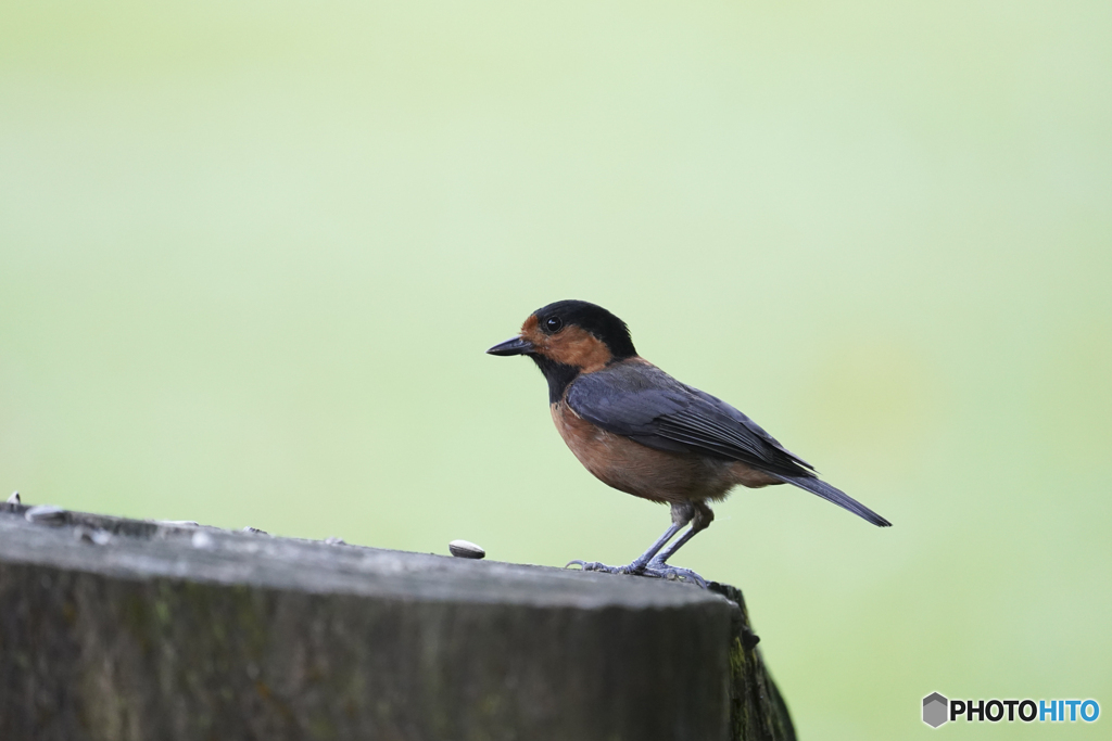 オーストンヤマガラ