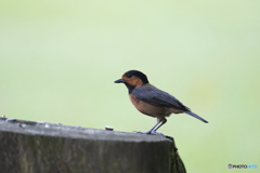 オーストンヤマガラ